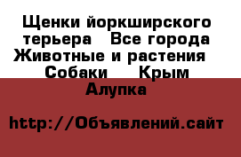 Щенки йоркширского терьера - Все города Животные и растения » Собаки   . Крым,Алупка